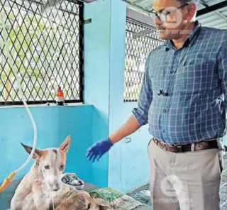 Illustration de l'article : Un vétérinaire sauve un chien errant malgré l’impossibilité de l’adopter et lui offre une seconde chance