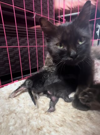 Illustration de l'article : Une mère chatte disparaît, son propriétaire utilise ses bébés pour la faire revenir à la maison (vidéo)