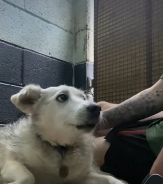 Illustration de l'article : Le personnel d’un refuge récupère une chienne endeuillée, qui est restée aux côtés de son maître décédé pendant 5 jours 