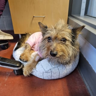 Illustration de l'article : De reproductrice négligée à chienne choyée, cette femelle Yorkshire apprend ce que signifie réellement le mot bonheur