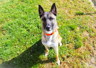 Illustration de l'article : Abandonné alors qu’il n’avait que 6 mois, ce toutou attend désespérément sa famille pour la vie depuis 2 ans