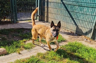 Illustration de l'article : Abandonné alors qu’il n’avait que 6 mois, ce toutou attend désespérément sa famille pour la vie depuis 2 ans