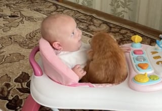 Illustration de l'article : Un chat roux se faufile dans le trotteur de sa petite sœur humaine et ne compte plus la quitter (vidéo)