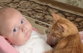 Illustration de l'article : Un chat roux se faufile dans le trotteur de sa petite sœur humaine et ne compte plus la quitter (vidéo)