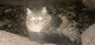 Illustration de l'article : « Voici comment un chat errant apprend à être aimé », les images émouvantes de ce félin arrivé chez ses nouveaux propriétaires à 2 heures du matin (vidéo)