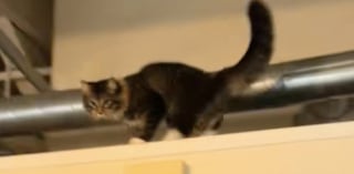 Illustration de l'article : « Voici comment un chat errant apprend à être aimé », les images émouvantes de ce félin arrivé chez ses nouveaux propriétaires à 2 heures du matin (vidéo)