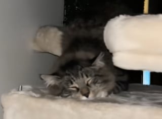 Illustration de l'article : « Voici comment un chat errant apprend à être aimé », les images émouvantes de ce félin arrivé chez ses nouveaux propriétaires à 2 heures du matin (vidéo)