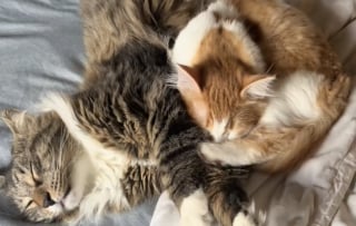 Illustration de l'article : « Voici comment un chat errant apprend à être aimé », les images émouvantes de ce félin arrivé chez ses nouveaux propriétaires à 2 heures du matin (vidéo)