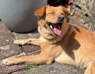 Illustration de l'article : Une femme filme la réaction de sa famille lorsqu’elle présente un nouveau chiot surprise (vidéo) 