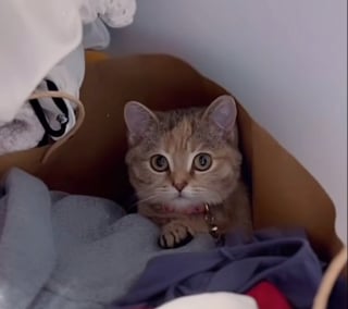 Illustration de l'article : « Il est impossible de ne pas l’aimer », condamnée à rester aussi petite qu’un chaton toute sa vie, cette chatte errante trouve enfin le bonheur grâce à une femme qui n’a jamais cessé d’y croire