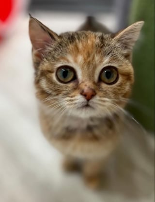 Illustration de l'article : « Il est impossible de ne pas l’aimer », condamnée à rester aussi petite qu’un chaton toute sa vie, cette chatte errante trouve enfin le bonheur grâce à une femme qui n’a jamais cessé d’y croire