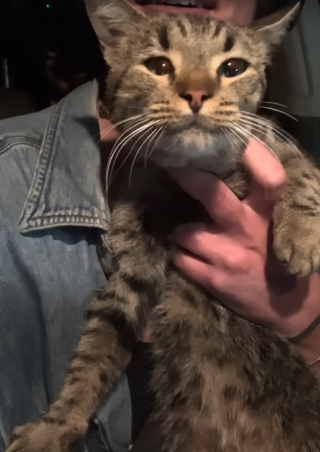 Illustration de l'article : Elle se rend au supermarché pour acheter une pizza et en ressort avec une chatte en quête d'attention dans les bras (vidéo)