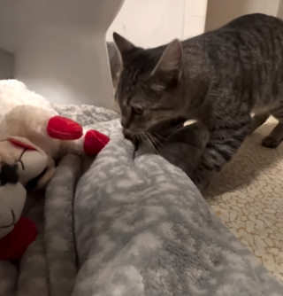 Illustration de l'article : Elle se rend au supermarché pour acheter une pizza et en ressort avec une chatte en quête d'attention dans les bras (vidéo)