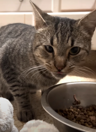 Illustration de l'article : Elle se rend au supermarché pour acheter une pizza et en ressort avec une chatte en quête d'attention dans les bras (vidéo)