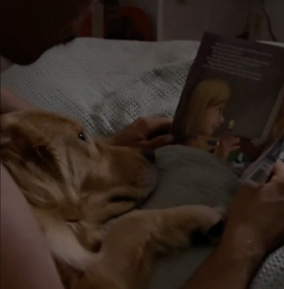 Illustration de l'article : Confortablement installé dans son lit, cet homme lit une histoire à son Golden Retriever pour l'aider à s'endormir (vidéo)