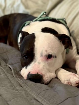 Illustration de l'article : Jugée trop affectueuse, une chienne est rendue seulement 2 semaines après son adoption (vidéo)