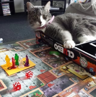 Illustration de l'article : 14 photos drôles de chats qui s’invitent dans des parties de jeux de société