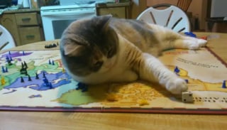 Illustration de l'article : 14 photos drôles de chats qui s’invitent dans des parties de jeux de société