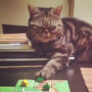 Illustration de l'article : 14 photos drôles de chats qui s’invitent dans des parties de jeux de société