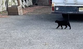 Illustration de l'article : "J’ai épousé le bon" confie une femme, admirative de son mari qui se déplace le week-end à son travail pour nourrir un chat abandonné (vidéo)