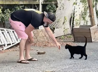 Illustration de l'article : "J’ai épousé le bon" confie une femme, admirative de son mari qui se déplace le week-end à son travail pour nourrir un chat abandonné (vidéo)