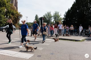Illustration de l'article : Des Teckels venus par centaines pour participer à une parade unique dans les rues de Strasbourg