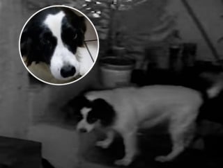 Illustration de l'article : Un chien héros sauve sa famille en rongeant la mèche d’un explosif lancé dans sa maison par un malfaiteur (vidéo)