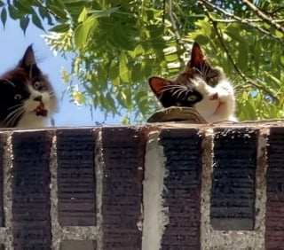 Illustration de l'article : Encouragé par sa mère, un chaton niché sur le toit attire l'attention d'une bénévole qui change son destin