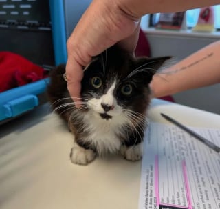 Illustration de l'article : Encouragé par sa mère, un chaton niché sur le toit attire l'attention d'une bénévole qui change son destin