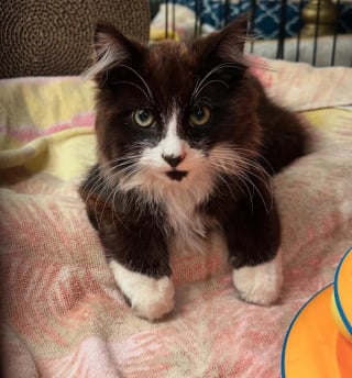 Illustration de l'article : Encouragé par sa mère, un chaton niché sur le toit attire l'attention d'une bénévole qui change son destin