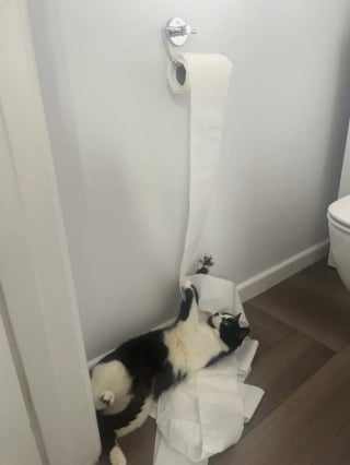 Illustration de l'article : Habituée à recueillir des matous calmes en famille d’accueil, cette jeune femme se retrouve soudain face à un “tourbillon de chaos”