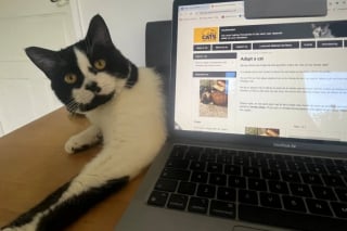 Illustration de l'article : Habituée à recueillir des matous calmes en famille d’accueil, cette jeune femme se retrouve soudain face à un “tourbillon de chaos”