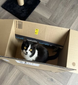 Illustration de l'article : Habituée à recueillir des matous calmes en famille d’accueil, cette jeune femme se retrouve soudain face à un “tourbillon de chaos”