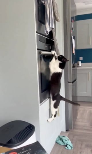 Illustration de l'article : Habituée à recueillir des matous calmes en famille d’accueil, cette jeune femme se retrouve soudain face à un “tourbillon de chaos”