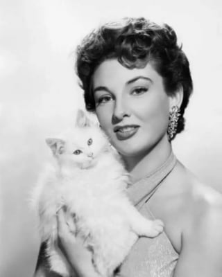Illustration de l'article : 15 photos de chats qui sont très anciennes mais qui valent de l’or
