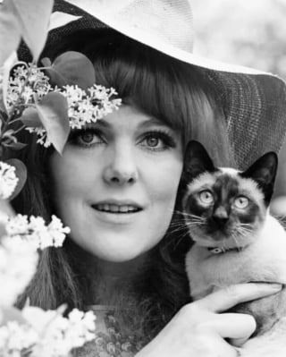 Illustration de l'article : 15 photos de chats qui sont très anciennes mais qui valent de l’or