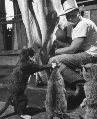 Illustration de l'article : 15 photos de chats qui sont très anciennes mais qui valent de l’or