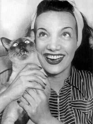 Illustration de l'article : 15 photos de chats qui sont très anciennes mais qui valent de l’or