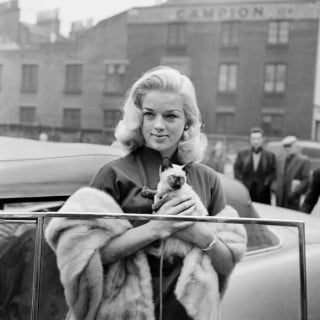 Illustration de l'article : 15 photos de chats qui sont très anciennes mais qui valent de l’or
