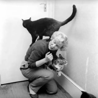 Illustration de l'article : 15 photos de chats qui sont très anciennes mais qui valent de l’or