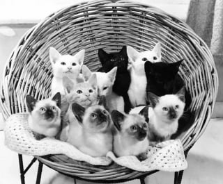 Illustration de l'article : 15 photos de chats qui sont très anciennes mais qui valent de l’or