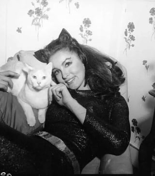 Illustration de l'article : 15 photos de chats qui sont très anciennes mais qui valent de l’or