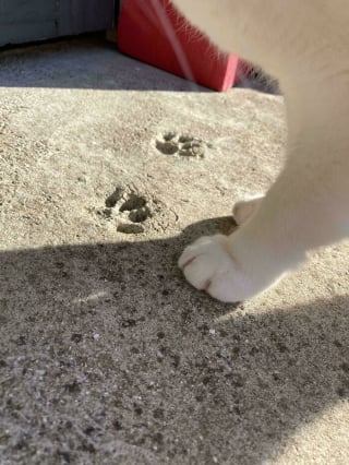 Illustration de l'article : 15 photos d’empreintes de chats parfaitement placées dans des endroits insolites et drôles