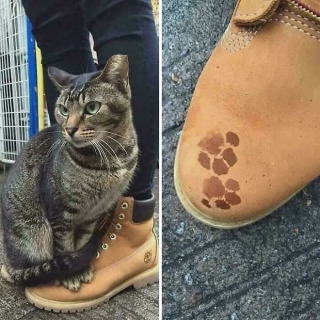 Illustration de l'article : 15 photos d’empreintes de chats parfaitement placées dans des endroits insolites et drôles