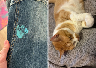 Illustration de l'article : 15 photos d’empreintes de chats parfaitement placées dans des endroits insolites et drôles