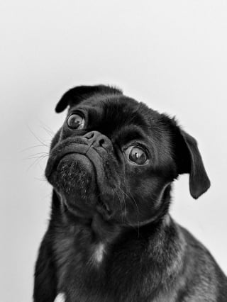 Illustration de l'article : 10 races de chiens au talent dramatique incontesté qui excellent dans l’art de vous regarder de travers