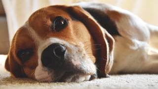 Illustration de l'article : 10 races de chiens au talent dramatique incontesté qui excellent dans l’art de vous regarder de travers