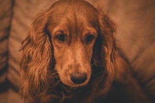Illustration de l'article : 10 races de chiens au talent dramatique incontesté qui excellent dans l’art de vous regarder de travers