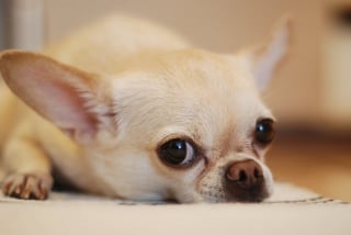 Illustration de l'article : 10 races de chiens au talent dramatique incontesté qui excellent dans l’art de vous regarder de travers