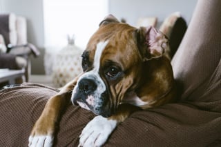Illustration de l'article : 10 races de chiens au talent dramatique incontesté qui excellent dans l’art de vous regarder de travers